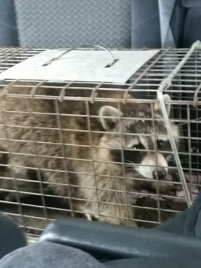 possum in trap - Prudential Pest Management, LLC