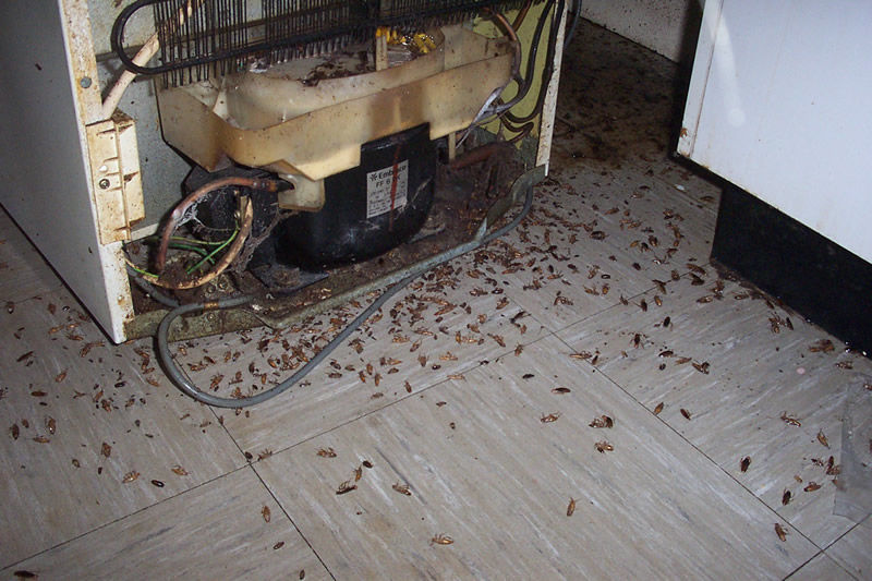 Cockroach Infestation